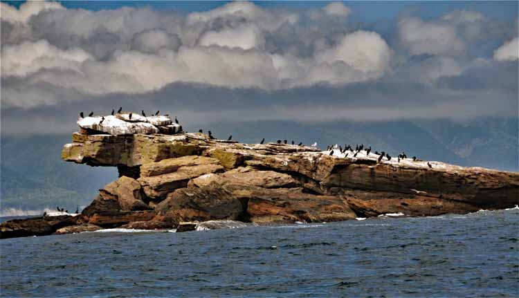 birds on rock